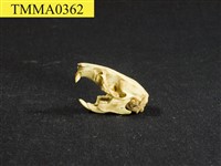 藏品(溝鼠頭骨)的圖片